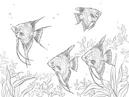 Freshwater Angelfishes Coloring Page Free Printable Coloring Pages Fish Coloring Page Fish Drawings Coloring Pages