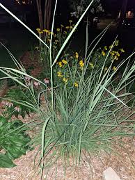 Image result for Sorghastrum stipoides