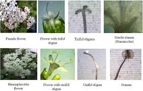 Image result for Valeriana capensis