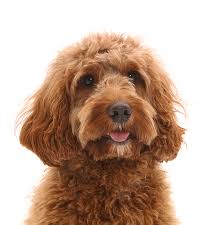 Are mini labradoodles good family dogs? Australian Labradoodle Fleece Blanket For Sale By Mark Taylor