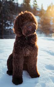 Image result for labradoodle