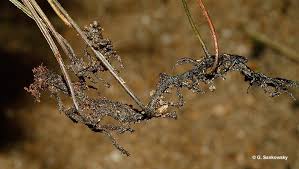 Image result for Vandenboschia