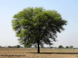 Image result for Acacia nilotica