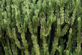 Image result for Euphorbia ingens