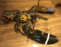Red lobster hospitality llc (en español, hospitalidad de la langosta roja), es una cadena de restaurantes de comida casual con sede en orlando, florida. Phhan 1nhyaxim