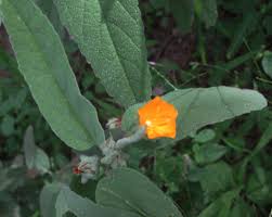 Image result for Melhania acuminata