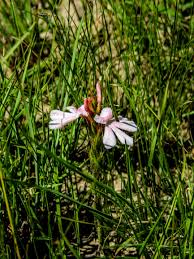 Image result for Striga linearifolia