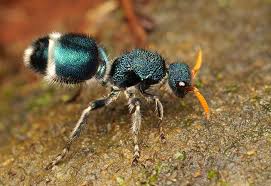 Image result for panda ant
