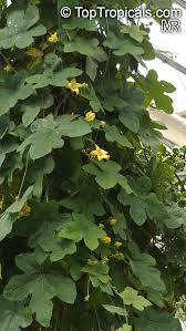 Image result for Coccinia barteri