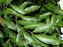 Image result for Rothmannia manganjae