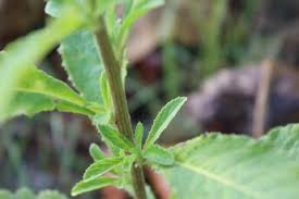 Image result for Blumea axillaris