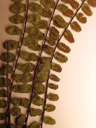 Image result for Asplenium reekmansii