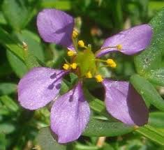 Image result for Fagonia isotricha