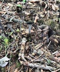 Image result for Craterellus fallax