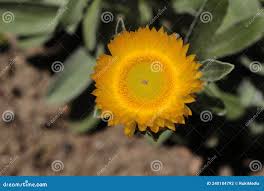 Image result for Helichrysum aureum