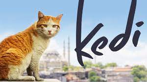 Uma pérola musical de sucesso nos teatros da broadway, mas que não foi tão bem. Kedi Full Length Documentary Youtube
