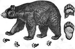 Black Bear Vs Grizzly Bear Size Bear Drawings Responses Of Wildlife To Clearcutting And Associated Treatments In The Bear Drawing Grizzly Bear Drawing Bear Tracks