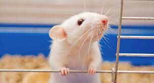 Pet Rat Lifespan A Guide To Rat Life Expectancy And How To Improve It