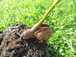 Pentru ca am fost intrebat de catre foarte multe persoane si pe email si la telefon si pe forumurile unde activez, iata recomandarile mele pentru alegerea nucilor cu care sa va infiintati propria livada de nuc. Livada De Nuci Popoviciu Nuc Din Nuca