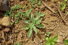 Image result for Gnaphalium