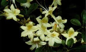 Jars V54n2 Summer Blooming Weston Hybrids