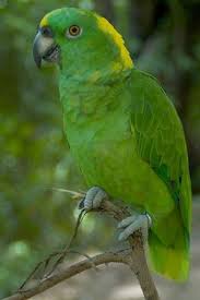 Green Bird With Red Neck Yellow Naped Amazon Parrots Are Predominantly Green Birds With Some Blue And Red Appearing On Their Wings Or Head The Bird Has Gold Parrot Amazon Parrot Birds