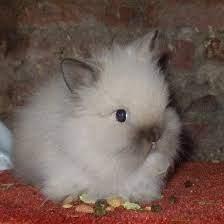The Fun House Lop Or Lion Lionhead Rabbit Lionhead Bunny Rabbit Breeds