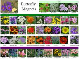 It's no wonder they're great at attracting butterflies! Butterfly Gardening Basics Rutgers Master Gardeners Of Mercer County