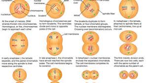 Image result for Meiosperma