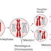 Dihybrid = crossing two different traits (skin and eye color, hair color and height, attached ear lobes and cleft chin, etc) to see if their inheritance is independent of eachother heterozygous = having both a dominant and a recessive allele homozygous = have both alleles be either both dominant, or both recessive 1