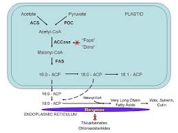 Image result for Fatty Acid
