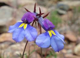 Image result for Monopsis decipiens