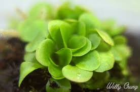 Image result for Genlisea margaretae