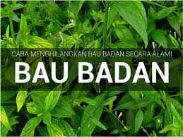 Bagi anda yang mengalami masalah bau badan, beberapa cara menghilangkan bau badan berikut ini bisa membantu anda untuk mengatasinya. Cara Menghilangkan Bau Badan