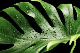 Monstera albo borsigiana white tiger single node cutting. How To Care For A Monstera Borsigiana Indoor Home Garden