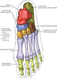 Bones And Surface Landmarks Classic Human Anatomy In Motion The Artist S Guide To The Dynamics Of Figur Human Skeleton Anatomy Medical Anatomy Anatomy Bones