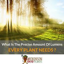 The plants you own work on the same phenomena and possibly depend on it more taking into account the light that will get wasted, it's better if you choose a light that will produce a slightly higher amount of lumens that your plants. What Is The Precise Amount Of Lumens Every Plant Needs