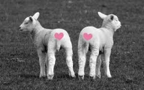 Many sheep who have undergone the mulesing mutilation still suffer slow, agonizing deaths from flystrike. 100 Mulesing Freie Wolle