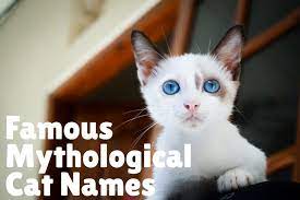 Valentine sounds like a name for a sweetheart but it's from the latin for strong and vigorous. 229 Brilliant Literary Names For Cats