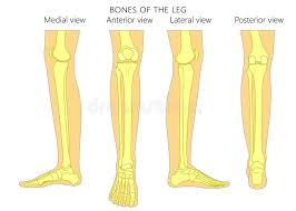 Cheek bone (zygoma) upper jaw (maxilla). Anatomy Lower Leg Bones Stock Illustrations 359 Anatomy Lower Leg Bones Stock Illustrations Vectors Clipart Dreamstime