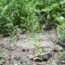 Image result for Hermannia kirkii