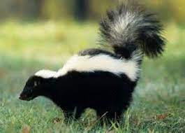 Now you know that vapor can set off smoke detectors and why it can happen. I Smell Like A Skunk Saying Nothing In Particular