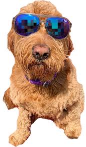 Where is happy tails puppies located. Home Happy Tails
