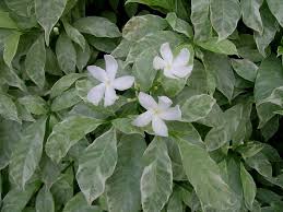 Image result for Tabernaemontana ventricosa