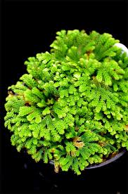 Image result for Selaginella congoensis