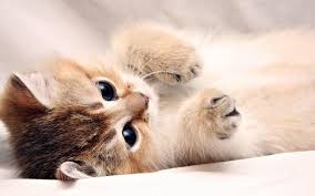 A collection of the top 50 cute cat hd wallpapers and backgrounds available for download for free. Baby Cat Wallpapers Wallpaper Cave