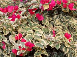 Bunga protea merupakan jenis tanaman berbunga yang berasal dari afrika selatan. Mengenal 11 Jenis Bunga Bougenville Untuk Percantik Kebun Rumah