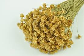 Our dried flowers are natural. Dried Hill Flower Natural Bulk Sale Phocealys Wholesale Supplier Professionals