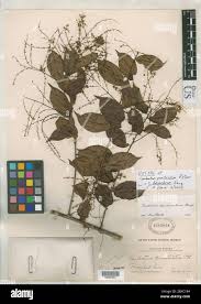 Image result for Combretum schumannii