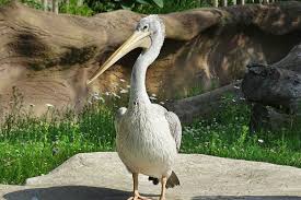 They prefer warmer areas so they live in temperate and tropical areas and avoid cold areas. Pink Backed Pelican Detroit Zoo